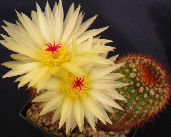 Notocactus_vanvlietii